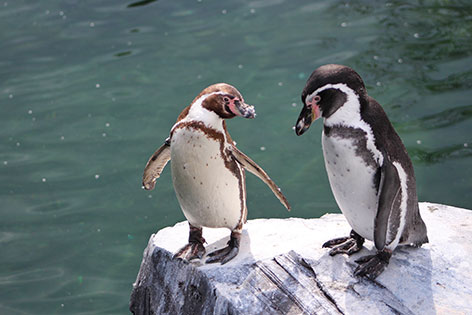 africanpenguin